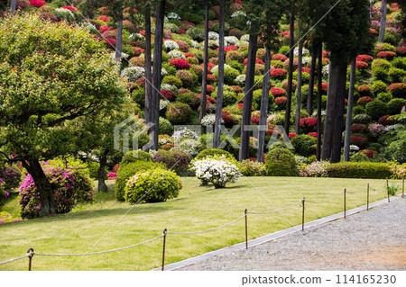 Azaleas at Yakuoji Temple, Ome City, Tokyo 114165230