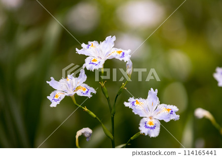 東京青梅市藥王寺的沙迦花 東京青梅市藥王寺的沙迦花 114165441