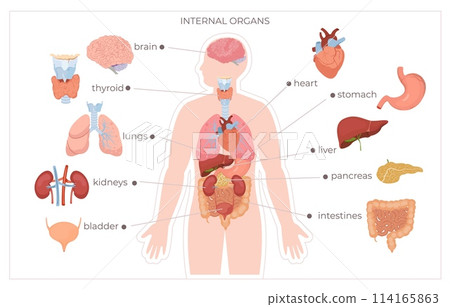 Hand drawn flat organ infographic with a human body and organ systems 114165863
