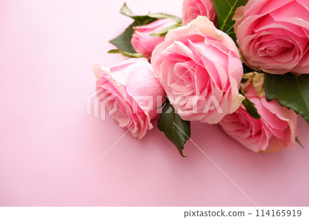Beautiful pink rose 114165919