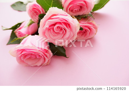 Beautiful pink rose 114165920