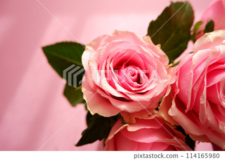 Petal rose petals Petal rose petals 114165980