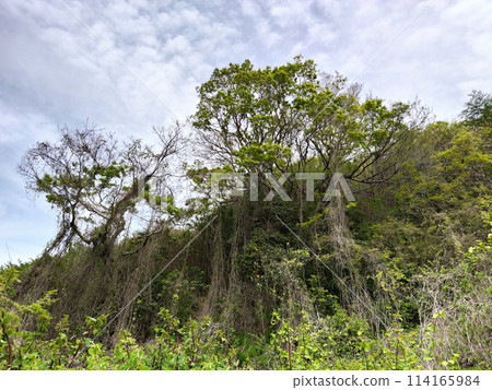 Vine-like plant 114165984