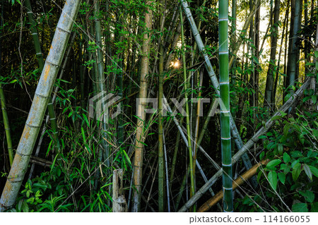 Abandoned bamboo grove image Abandoned bamboo grove image 114166055