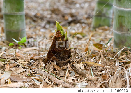 竹筍正在生長 114166060