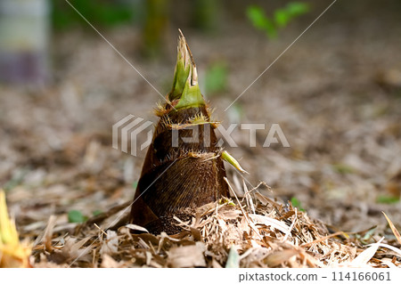 竹筍正在生長 114166061