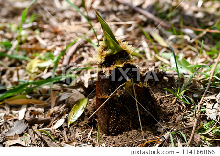 Bamboo shoots are growing Bamboo shoots are growing 114166066