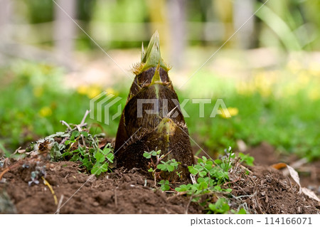 Bamboo shoots are growing Bamboo shoots are growing 114166071