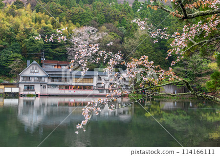 Kinrin lake with white sakura and famous sightseeing spot, Yufuin 114166111