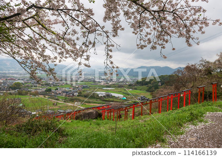 Sakura blossom with torii gates from hill at Ukiha Inari Shrine 114166139