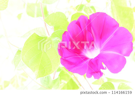 粉紅色牽牛花明亮的背景花 粉紅色牽牛花明亮的背景花 114166159