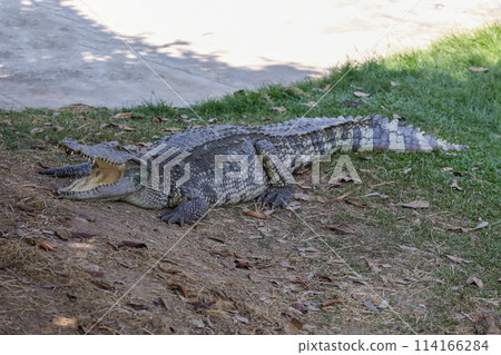 The crocodile rest on the garden 114166284