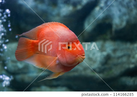The parrot fish is live in tank water 114166285
