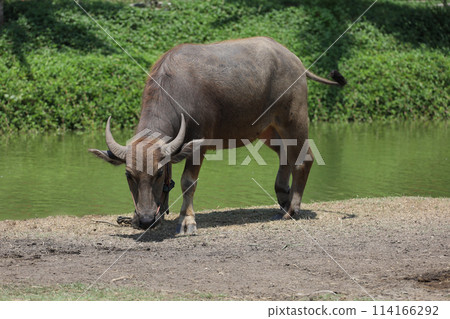 The buffalo is stay in nature garden near the canal at thailand 114166292