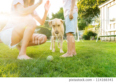 Cheerful mother and son playing with dog, throwing a ball and have fun together. Happy family playing with tennis ball with pet. Fun Games in Backyard Lawn on Sunny Summer Day. Active childhood. 114166341
