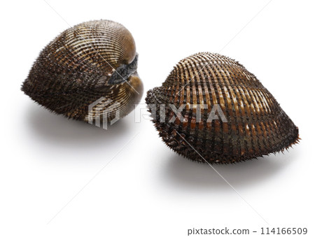 貝類 貝類 114166509