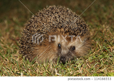 Hedgehog  (Erinaceidae) 114166553