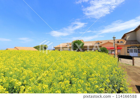 Rape flower field and blue sky Soleil Hill Rape flower field and blue sky Soleil Hill 114166588