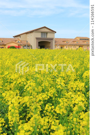 Rape flower field and blue sky Soleil Hill Rape flower field and blue sky Soleil Hill 114166591
