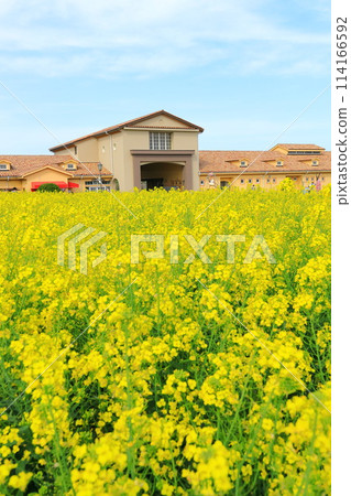 油菜花田和藍天Soleil Hill 油菜花田和藍天Soleil Hill 114166592