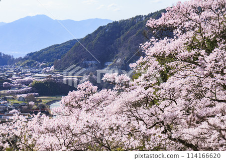 Cherry blossoms in full bloom at Takato Castle Park Cherry blossoms in full bloom at Takato Castle Park 114166620
