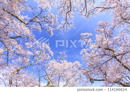 櫻花盛開的高遠城跡公園 114166624