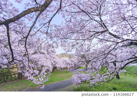 Cherry blossoms in full bloom at Takato Castle Park 114166627