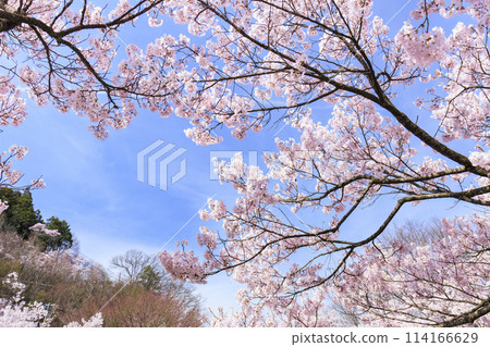 櫻花盛開的高遠城跡公園 114166629