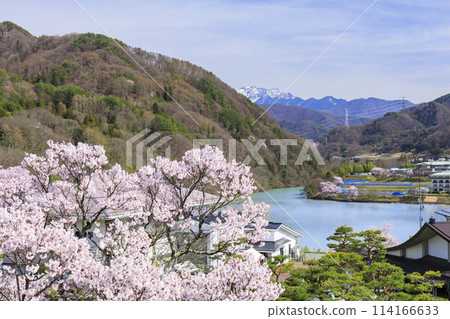 Cherry blossoms in full bloom at Takato Castle Park Cherry blossoms in full bloom at Takato Castle Park 114166633