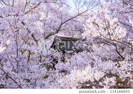 Cherry blossoms in full bloom at Takato Castle Park 114166643