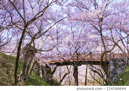 Cherry blossoms in full bloom at Takato Castle Park 114166644
