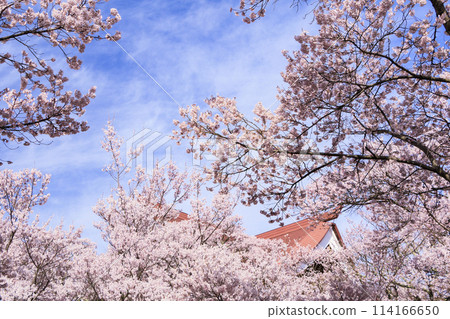 櫻花盛開的高遠城跡公園 114166650