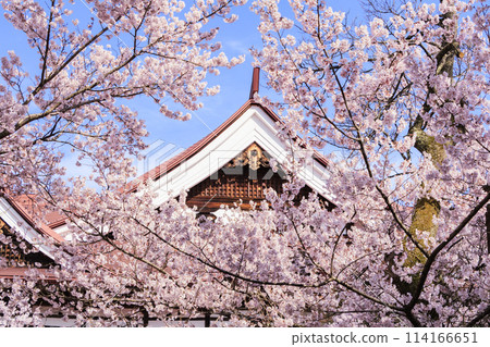 Cherry blossoms in full bloom at Takato Castle Park 114166651