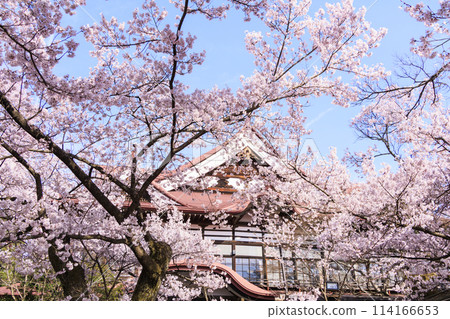 Cherry blossoms in full bloom at Takato Castle Park 114166653