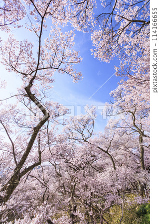 櫻花盛開的高遠城跡公園 114166655