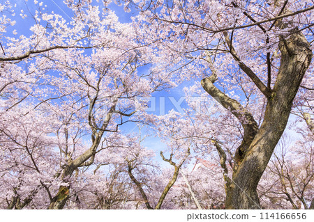 櫻花盛開的高遠城跡公園 114166656