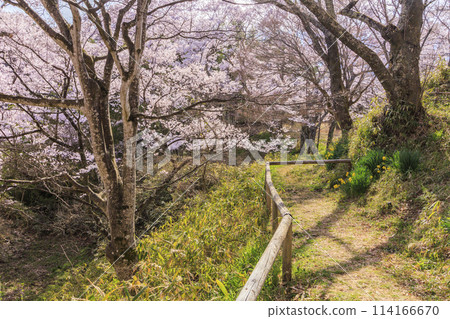 Cherry blossoms in full bloom at Takato Castle Park Cherry blossoms in full bloom at Takato Castle Park 114166670