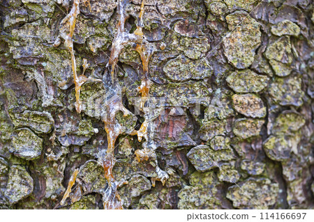 Pine tree bark with pine resin, background photo Pine tree bark with pine resin, background photo 114166697