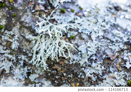 Gray lichen grow on an old tree trunk, Parmeliaceae 114166713