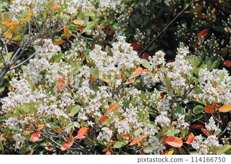 盛開的白花 114166750