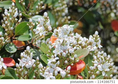 盛開的白花 114166751