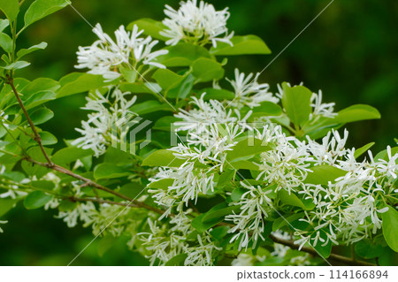 木犀科植物的白色花朵 114166894