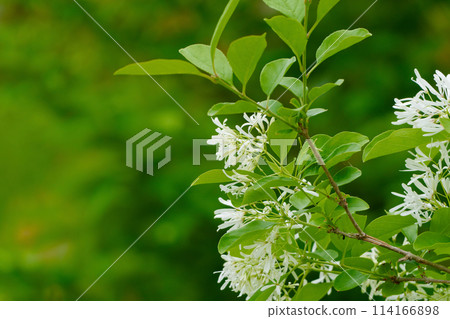 木犀科植物的白色花朵 114166898