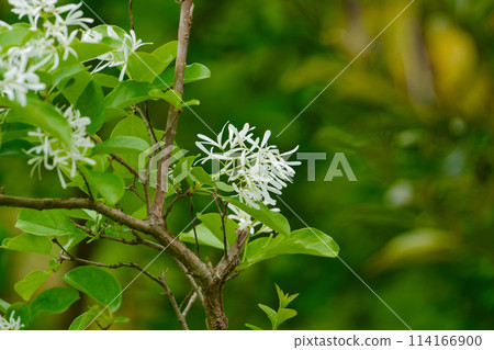 木犀科植物的白色花朵 114166900