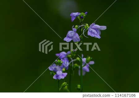 Purple flowers of the Plantain family Purple flowers of the Plantain family 114167106