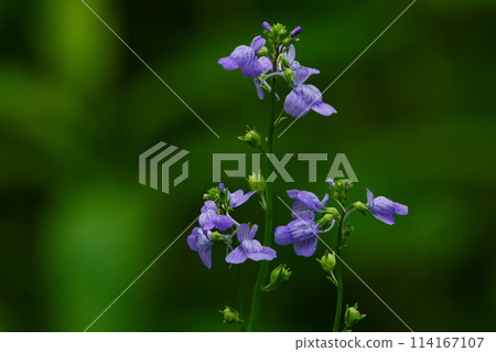 Purple flowers of the Plantain family Purple flowers of the Plantain family 114167107