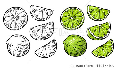 Lime whole and slice. Vintage vector engraving illustration 114167109