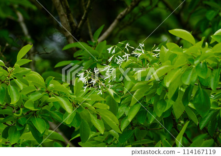 木犀科植物的白色花朵 114167119