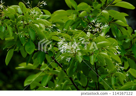 木犀科植物的白色花朵 114167122