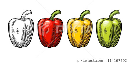Whole yellow, red, green sweet bell pepper. Vector vintage engraving 114167592